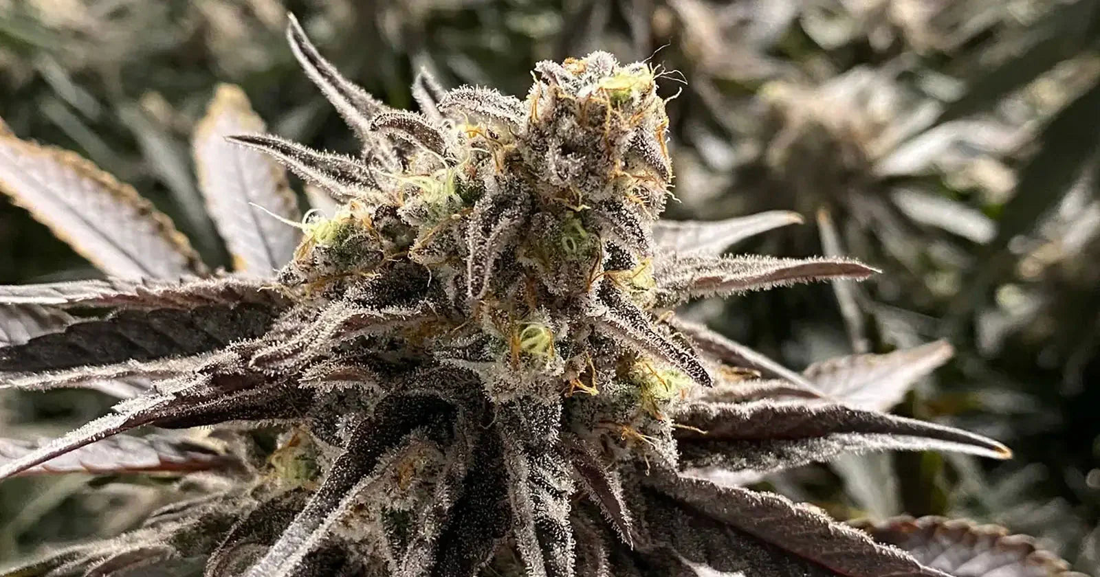 cannabis strains