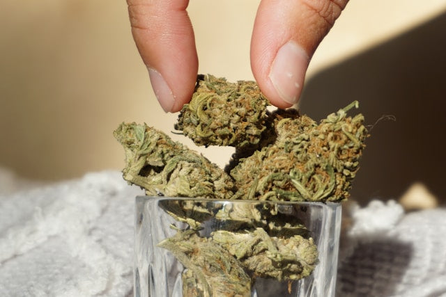 hand picking cannabis flower