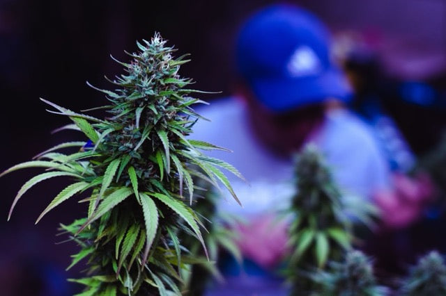 Cannabis plant 