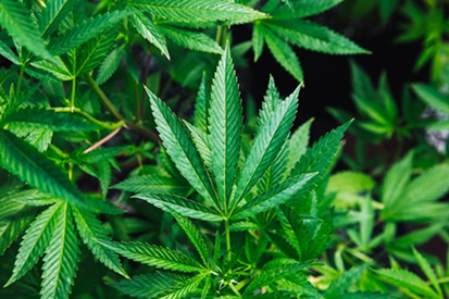 cannabis-leaf-closeup
