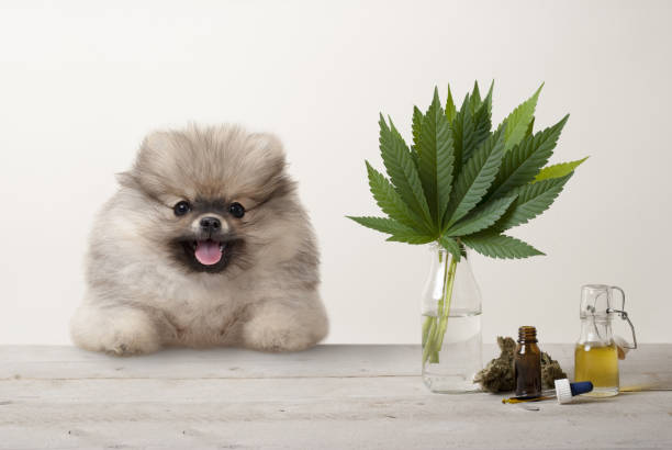 5 Ways CBD Helps Your Dog to Combat Stress