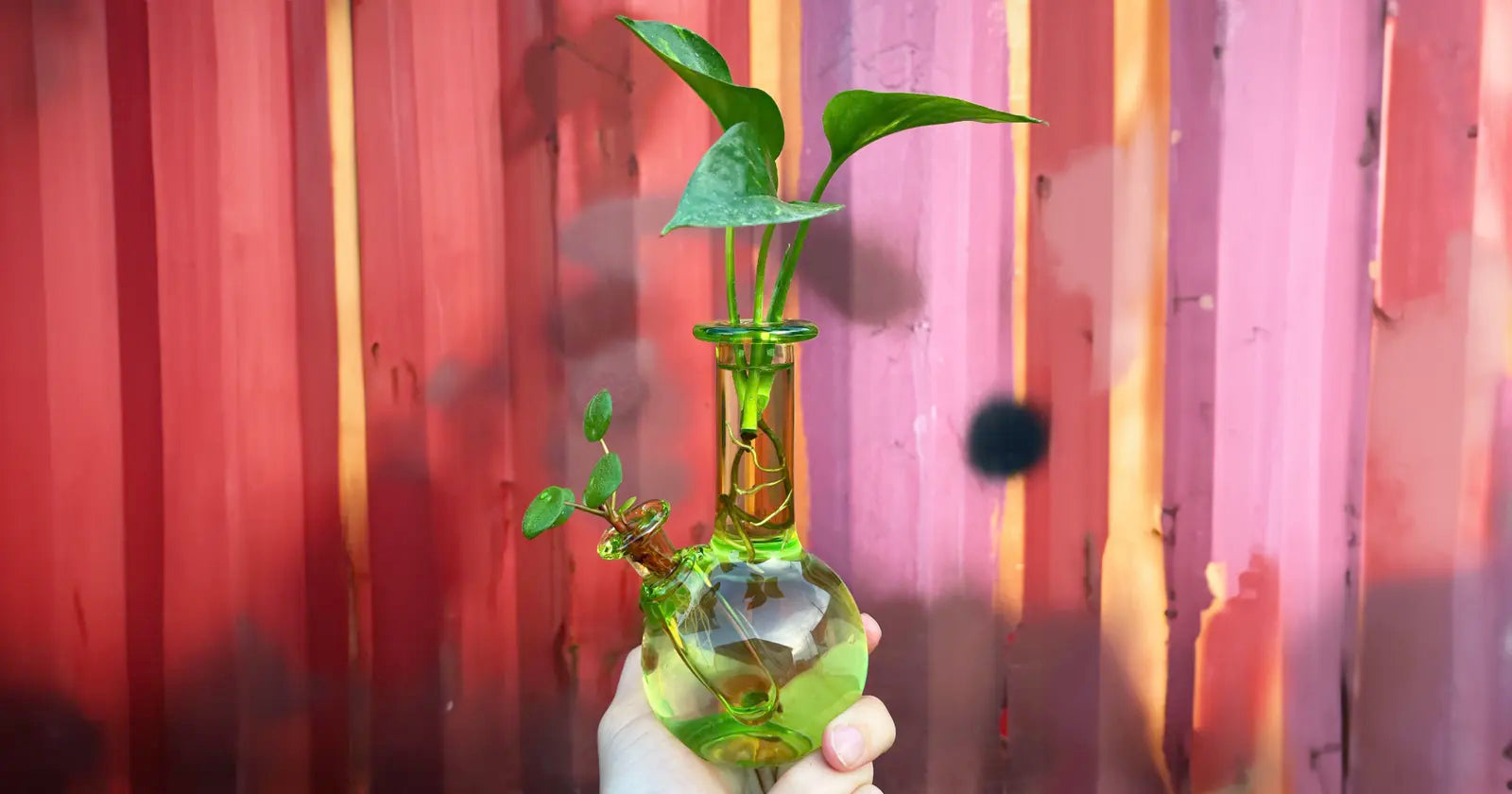 Is bong water good for plants